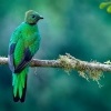 Kvesal chocholaty - Pharomachrus mocinno - Quetzal o3665